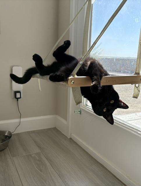 Photograph of a cat dangling from a cat tree